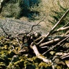 Craig y Cilau