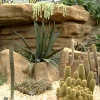 The cacti area.