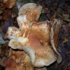 Curly Fungi