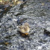 Ducking & Diving at Hebden Bridge