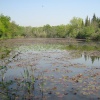 The Obelisk Pond