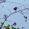 Wren....troglodytes troglodytes
