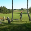 Birches felled