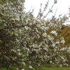 Apple blossom