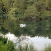 Fonthill swan