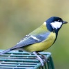 Great Tit.