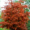 Autumn colours in the wetlands centre.