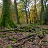 Autumn in The New Forest