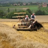 Reaping at Farming World, Kent