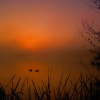 Ducks in the mist
