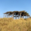 Unusual flat-topped canopy of trees near the dunes....