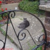 Sidney at Swan Cottage B&B Tunbridge Wells