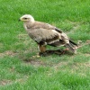 Thorp Perrow