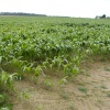 Corn field, Blackboys