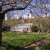 The Orchard at Fenton House, Hampstead