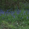 Burbage Common woods