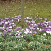 Crocus