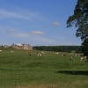 Cows in the meadow, Raby Castle