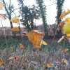 Walking the towpath