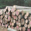 Modern Art or Log Sizing?
