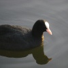 Wildlife