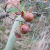 Oak Apple