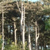 Pine Trees near Formby Point.