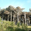 Formby Pine trees