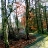 Woodland Walk afternoon.