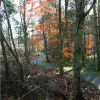Woodland Walk afternoon.