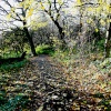 Woodland Walk.