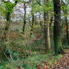Woodland Walk at the centre