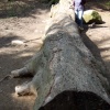 Money Tree