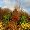 Autumn colours in the wetlands centre.