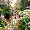 Flooded woodland near Cheddar