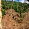 A walk through Mynydd Du Forest near Abergavenny