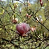 Magnolia Time