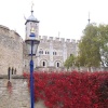 Tower in Flowers