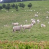 Ugbrooke Sheep