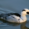 Smew male