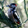 Great Spotted Woodpecker