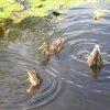 Ducks in Lingfield