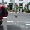Kettlewell