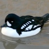 Barrow's Golden Eye