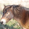 Exmoor Pony