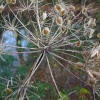 Winter flora