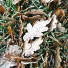 Frost on fallen leaves at Nidd.