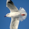 Black Headed Gull winter plumage.