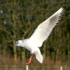 Black Headed Gull winter plumage.