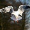 Black Headed Gull winter plumage.